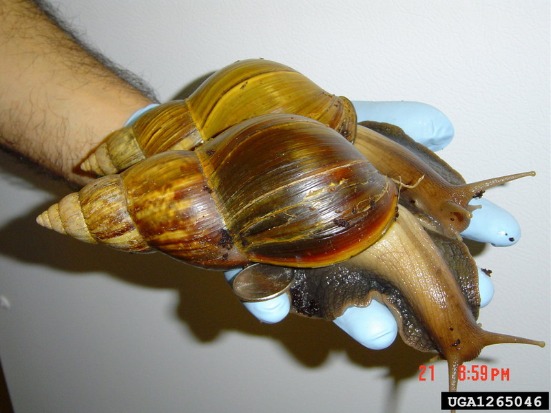 Giant East African Snail (Achatina fulica) {!--아프리카왕달팽이-->; DISPLAY FULL IMAGE.