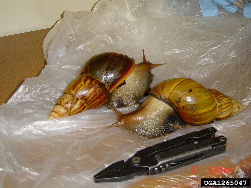 Giant East African Snail (Achatina fulica) {!--아프리카왕달팽이-->; DISPLAY FULL IMAGE.