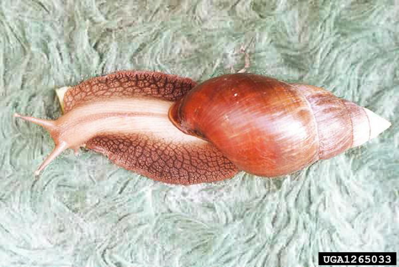 African Land Snail (Achatina glutinosa) {!--아프리카육지달팽이-->; DISPLAY FULL IMAGE.