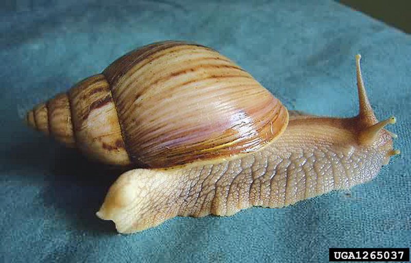 African Land Snail (Achatina panthera) {!--아프리카육지달팽이-->; DISPLAY FULL IMAGE.