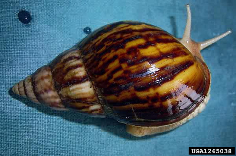 African Land Snail (Achatina panthera) {!--아프리카육지달팽이-->; DISPLAY FULL IMAGE.