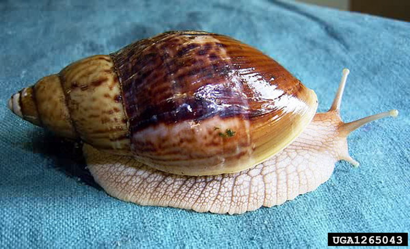 Ugandan Pink Lip Snail (Achatina stuhlmanni) {!--우간다분홍입달팽이-->; DISPLAY FULL IMAGE.
