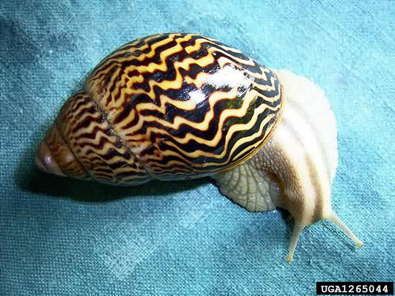 African Land Snail (Achatina varicosa) {!--아프리카육지달팽이-->; DISPLAY FULL IMAGE.