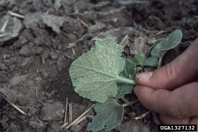 Silverleaf Whitefly (Bemisia argentifolii) {!--은빛잎가루이-->; DISPLAY FULL IMAGE.
