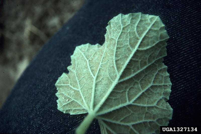 Silverleaf Whitefly (Bemisia argentifolii) {!--은빛잎가루이-->; DISPLAY FULL IMAGE.