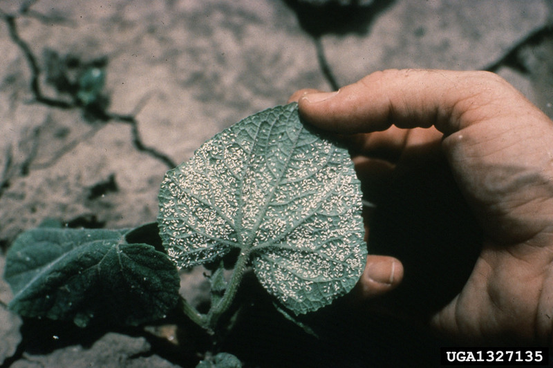 Silverleaf Whitefly (Bemisia argentifolii) {!--은빛잎가루이-->; DISPLAY FULL IMAGE.