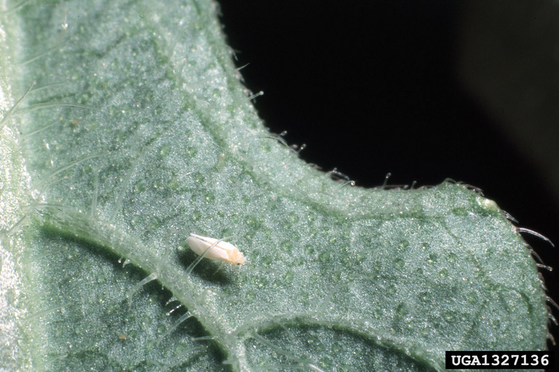 Silverleaf Whitefly (Bemisia argentifolii) {!--은빛잎가루이-->; DISPLAY FULL IMAGE.