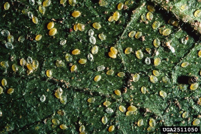 Sweetpotato Whitefly (Bemisia tabaci) {!--담배가루이-->; DISPLAY FULL IMAGE.