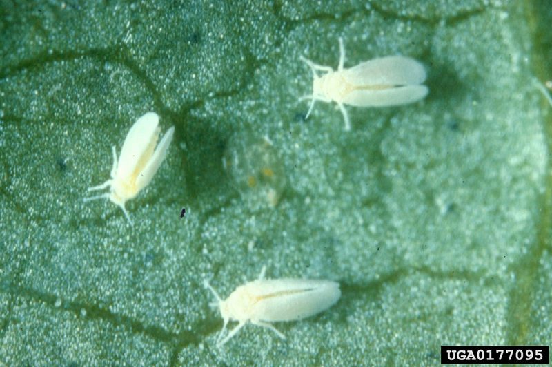 Sweetpotato Whitefly (Bemisia tabaci) {!--담배가루이-->; DISPLAY FULL IMAGE.