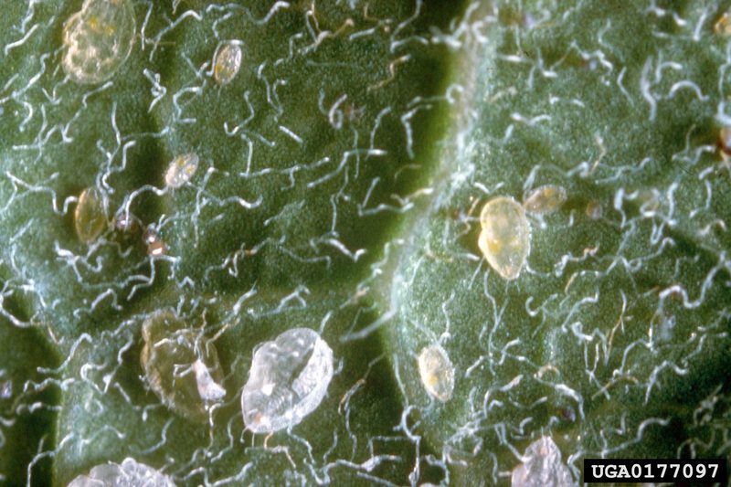 Sweetpotato Whitefly puparia (Bemisia tabaci) {!--담배가루이-->; DISPLAY FULL IMAGE.