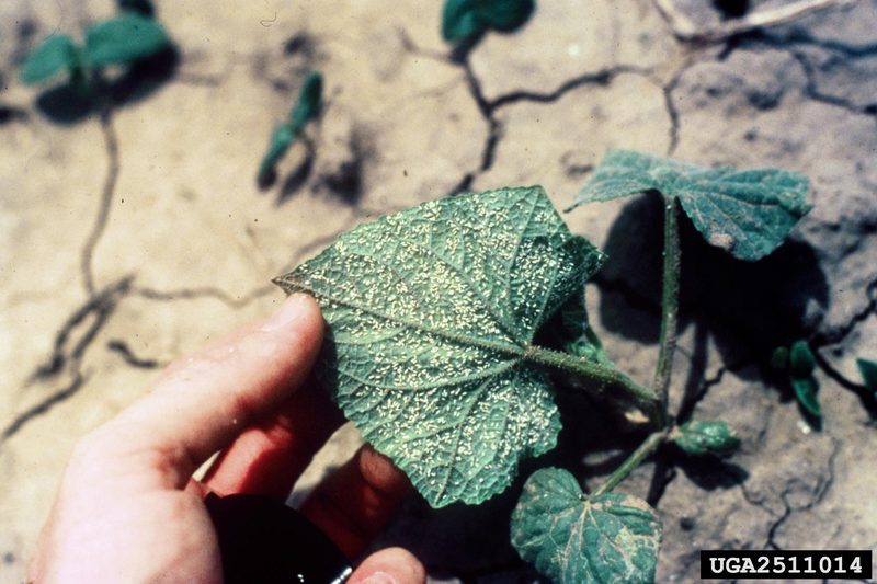 Sweetpotato Whitefly (Bemisia tabaci) {!--담배가루이-->; DISPLAY FULL IMAGE.