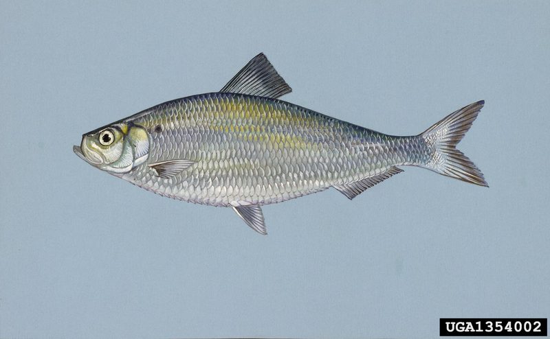 Alewife (Alosa pseudoharengus) {!--재청어/灰西???/淡水大眼???-->; DISPLAY FULL IMAGE.