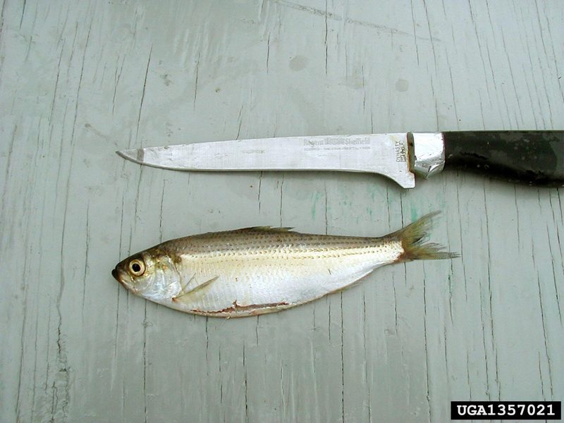 Alewife (Alosa pseudoharengus) {!--재청어/灰西???/淡水大眼???-->; DISPLAY FULL IMAGE.