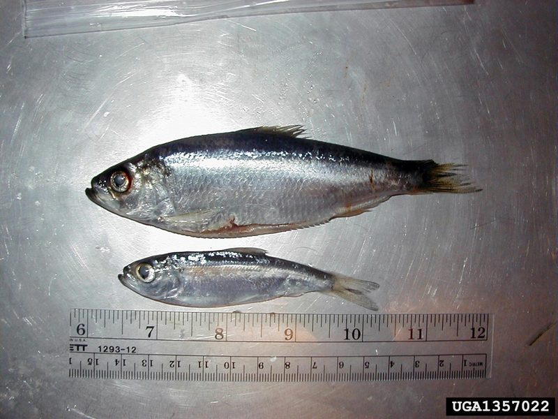 Alewife (Alosa pseudoharengus) {!--재청어/灰西???/淡水大眼???-->; DISPLAY FULL IMAGE.