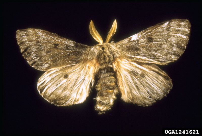 Pandora Moth (Coloradia pandora) {!--판도라솔나방-->; DISPLAY FULL IMAGE.