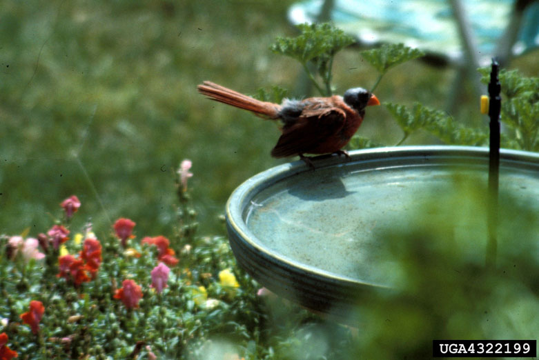 Northern Cardinal (Cardinalis cardinalis) {!--홍관조-->; DISPLAY FULL IMAGE.