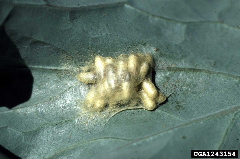 Braconid Wasp cocoon (Cotesia glomerata) {!--배추나비고치벌 고치-->; DISPLAY FULL IMAGE.