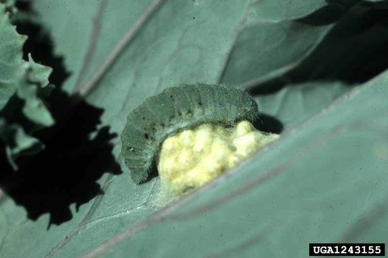 Braconid Wasp cocoon (Cotesia glomerata) {!--배추나비고치벌 고치-->; DISPLAY FULL IMAGE.