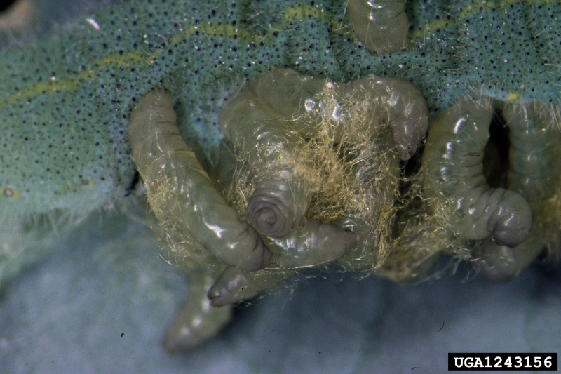 Braconid Wasp larvae (Cotesia glomerata) {!--배추나비고치벌 애벌레-->; DISPLAY FULL IMAGE.