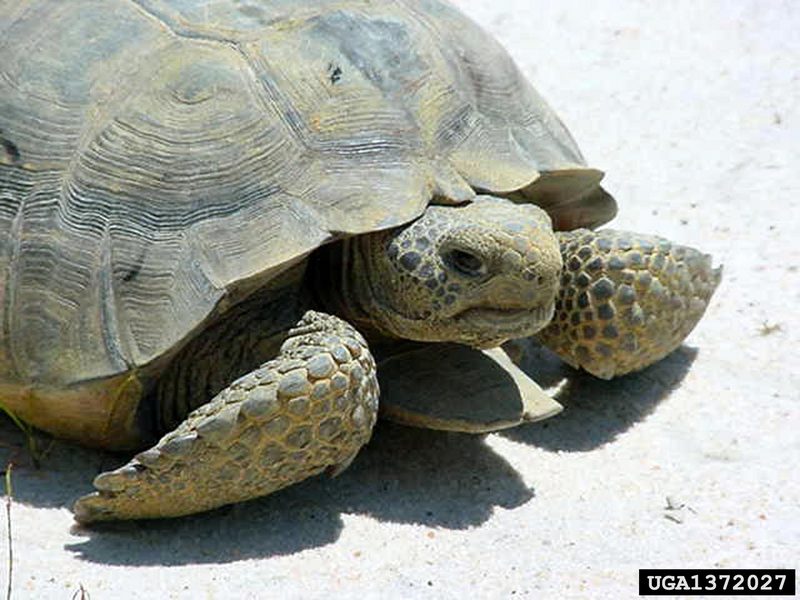 Gopher Tortoise (Gopherus polyphemus) {!--뒤쥐거북-->; DISPLAY FULL IMAGE.