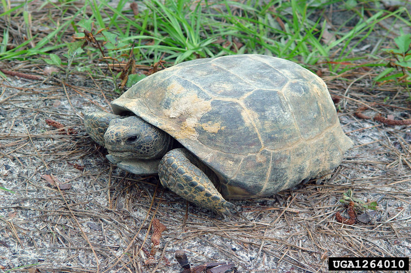 Gopher Tortoise (Gopherus polyphemus) {!--뒤쥐거북-->; DISPLAY FULL IMAGE.