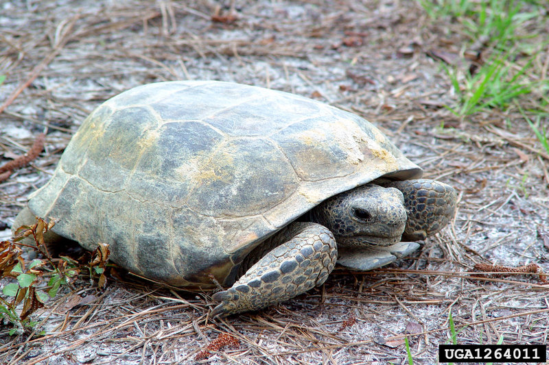 Gopher Tortoise (Gopherus polyphemus) {!--뒤쥐거북-->; DISPLAY FULL IMAGE.