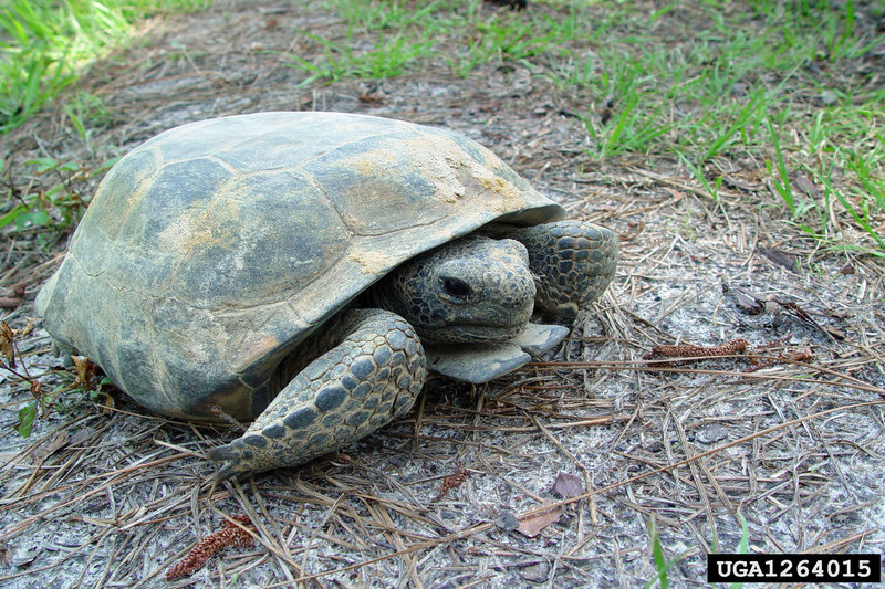 Gopher Tortoise (Gopherus polyphemus) {!--뒤쥐거북-->; DISPLAY FULL IMAGE.