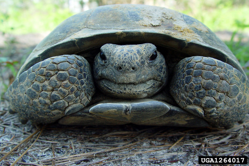 Gopher Tortoise (Gopherus polyphemus) {!--뒤쥐거북-->; DISPLAY FULL IMAGE.