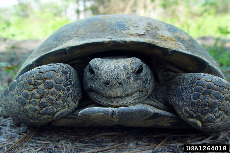 Gopher Tortoise (Gopherus polyphemus) {!--뒤쥐거북-->; DISPLAY FULL IMAGE.