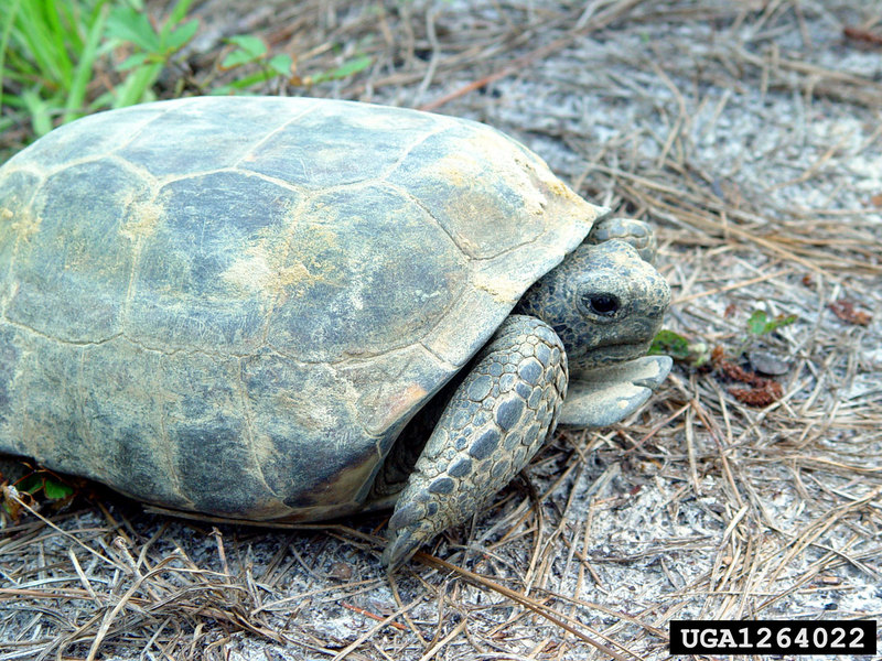 Gopher Tortoise (Gopherus polyphemus) {!--뒤쥐거북-->; DISPLAY FULL IMAGE.