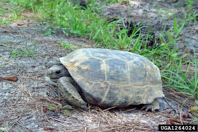 Gopher Tortoise (Gopherus polyphemus) {!--뒤쥐거북-->; DISPLAY FULL IMAGE.