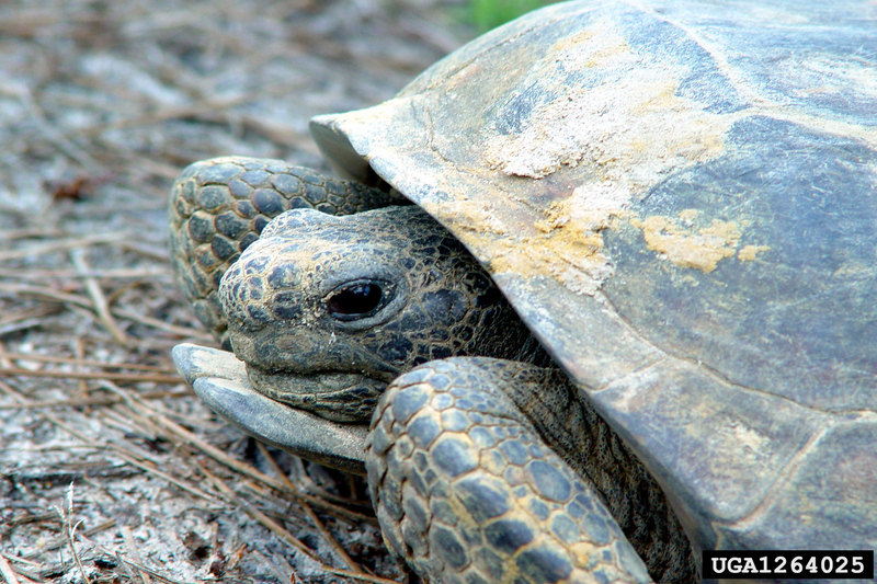 Gopher Tortoise (Gopherus polyphemus) {!--뒤쥐거북-->; DISPLAY FULL IMAGE.