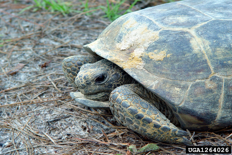 Gopher Tortoise (Gopherus polyphemus) {!--뒤쥐거북-->; DISPLAY FULL IMAGE.