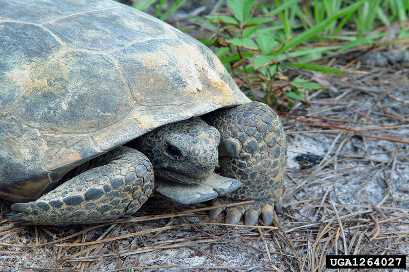 Gopher Tortoise (Gopherus polyphemus) {!--뒤쥐거북-->; DISPLAY FULL IMAGE.