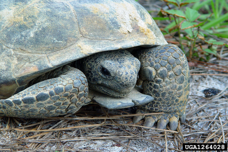 Gopher Tortoise (Gopherus polyphemus) {!--뒤쥐거북-->; DISPLAY FULL IMAGE.