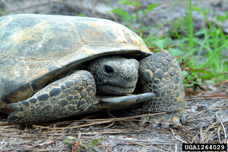 Gopher Tortoise (Gopherus polyphemus) {!--뒤쥐거북-->; DISPLAY FULL IMAGE.