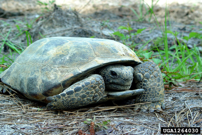 Gopher Tortoise (Gopherus polyphemus) {!--뒤쥐거북-->; DISPLAY FULL IMAGE.