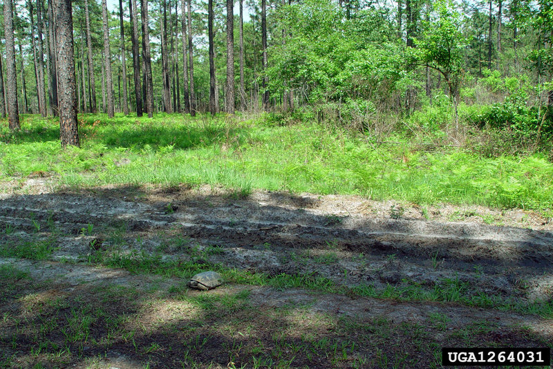 Gopher Tortoise (Gopherus polyphemus) {!--뒤쥐거북-->; DISPLAY FULL IMAGE.