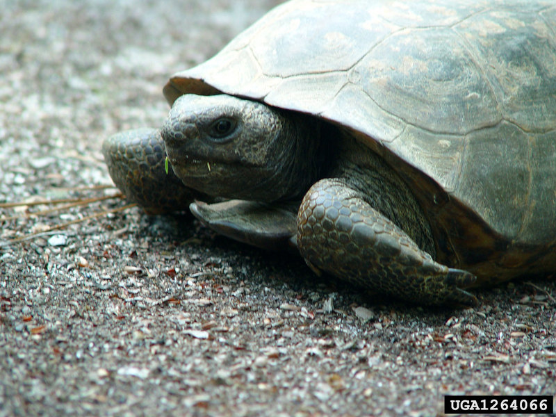 Gopher Tortoise (Gopherus polyphemus) {!--뒤쥐거북-->; DISPLAY FULL IMAGE.