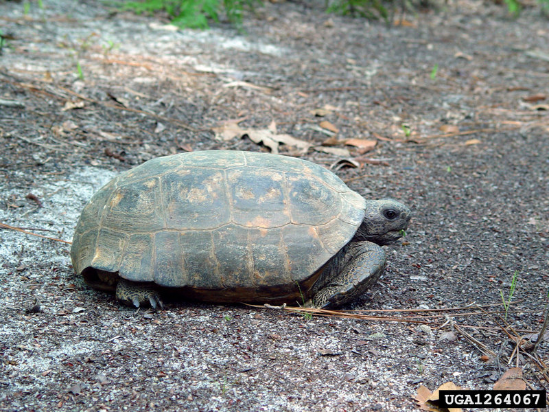 Gopher Tortoise (Gopherus polyphemus) {!--뒤쥐거북-->; DISPLAY FULL IMAGE.