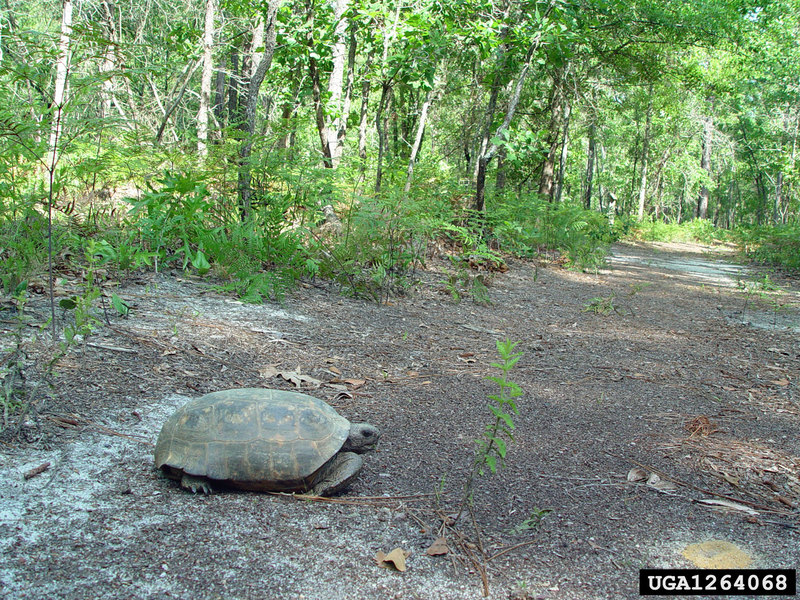 Gopher Tortoise (Gopherus polyphemus) {!--뒤쥐거북-->; DISPLAY FULL IMAGE.