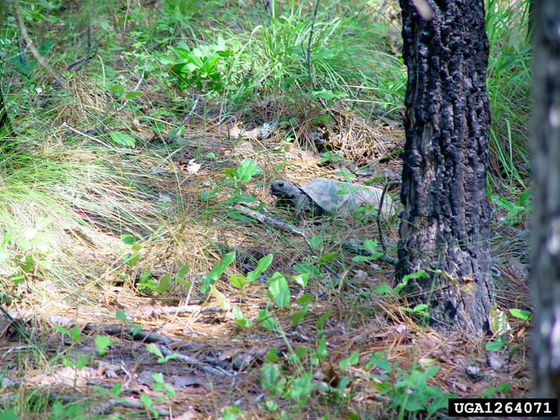 Gopher Tortoise (Gopherus polyphemus) {!--뒤쥐거북-->; DISPLAY FULL IMAGE.