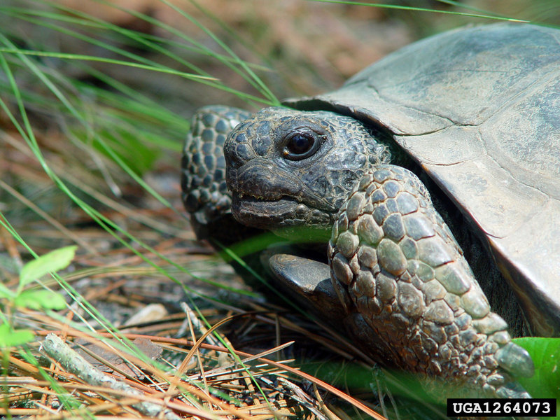 Gopher Tortoise (Gopherus polyphemus) {!--뒤쥐거북-->; DISPLAY FULL IMAGE.