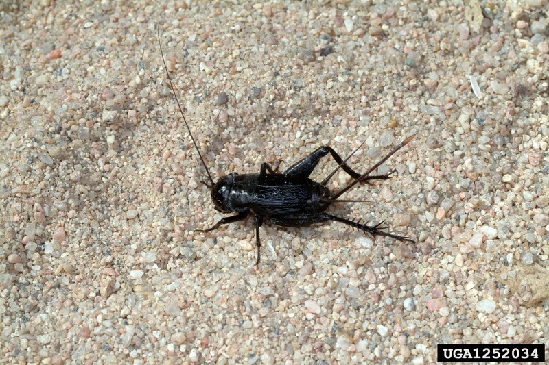 Field Cricket (Gryllus pennsylvanicus) {!--미국귀뚜라미-->; DISPLAY FULL IMAGE.