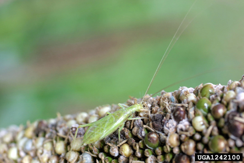 Snowy Tree Cricket (Oecanthus fultoni) {!--풀톤귀뚜라미-->; DISPLAY FULL IMAGE.