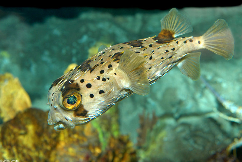 Balloonfish (Diodon holocanthus)1555; DISPLAY FULL IMAGE.