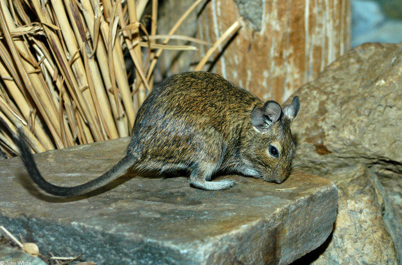 Degu (Octodon degus)1561; DISPLAY FULL IMAGE.