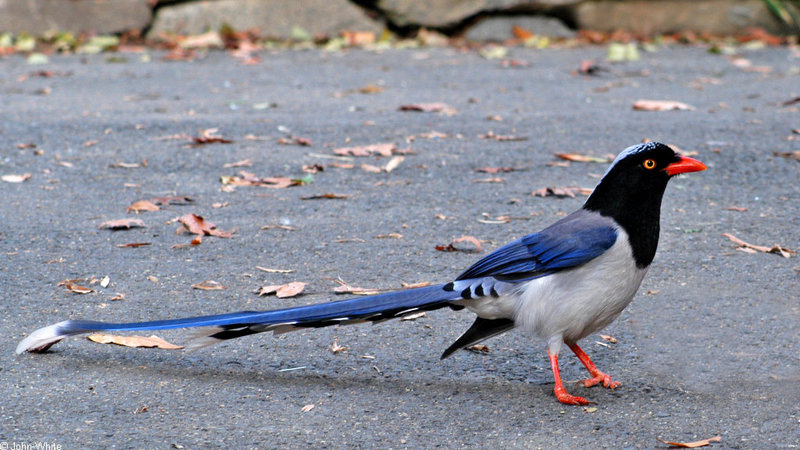 Red-billed Blue Magpie (Urocissa erythrorhyncha)1567; DISPLAY FULL IMAGE.