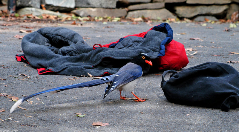 Red-billed Blue Magpie (Urocissa erythrorhyncha)1569; DISPLAY FULL IMAGE.