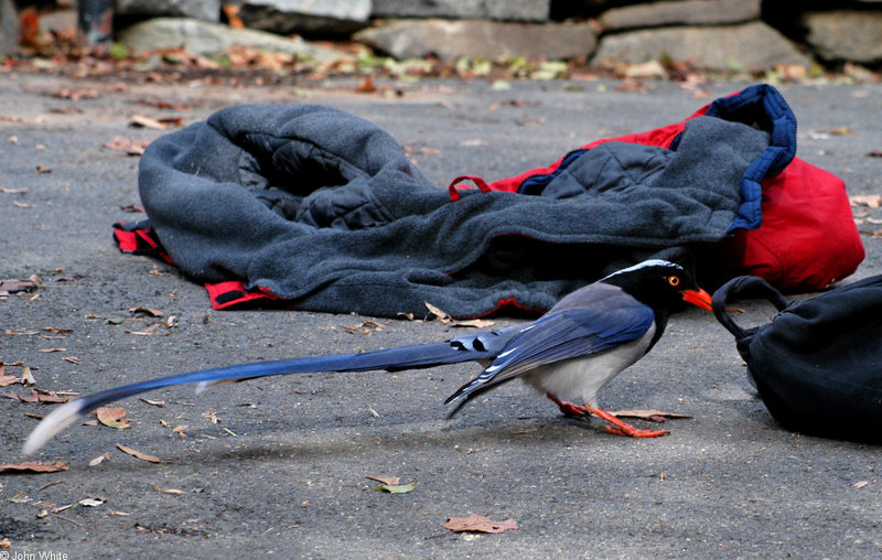 Red-billed Blue Magpie (Urocissa erythrorhyncha)1572; DISPLAY FULL IMAGE.